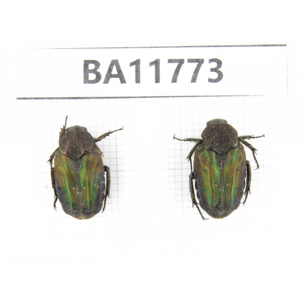 Cetoniidae sp. China,  Guizhou, Qiandongnan, Rongjiang county. 2Pcs. BA11773.