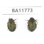 Cetoniidae sp. China,  Guizhou, Qiandongnan, Rongjiang county. 2Pcs. BA11773.