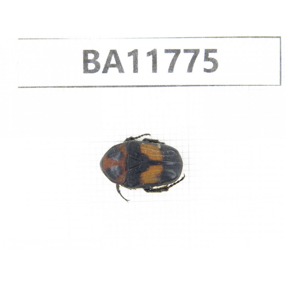 Cetoniidae sp. China,  Guizhou, Qiandongnan, Rongjiang county. 1Pcs. BA11775.