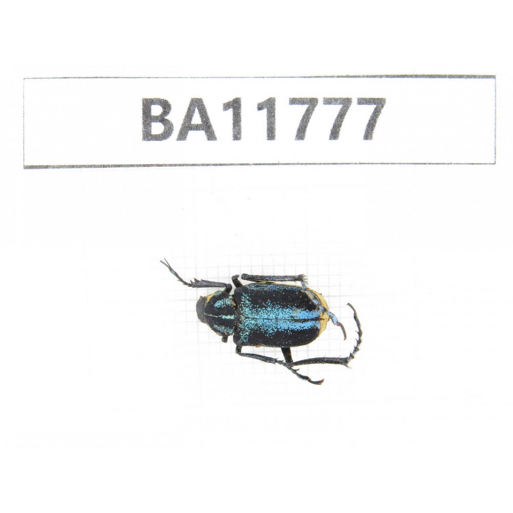 Cetoniidae sp. China,  Guizhou, Qiandongnan, Rongjiang county. 1Pcs. BA11777.