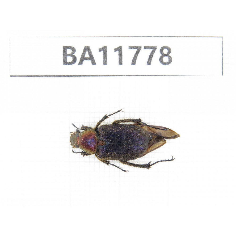 Cetoniidae sp. China,  Guizhou, Qiandongnan, Rongjiang county. 1Pcs. BA11778.