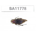Cetoniidae sp. China,  Guizhou, Qiandongnan, Rongjiang county. 1Pcs. BA11778.