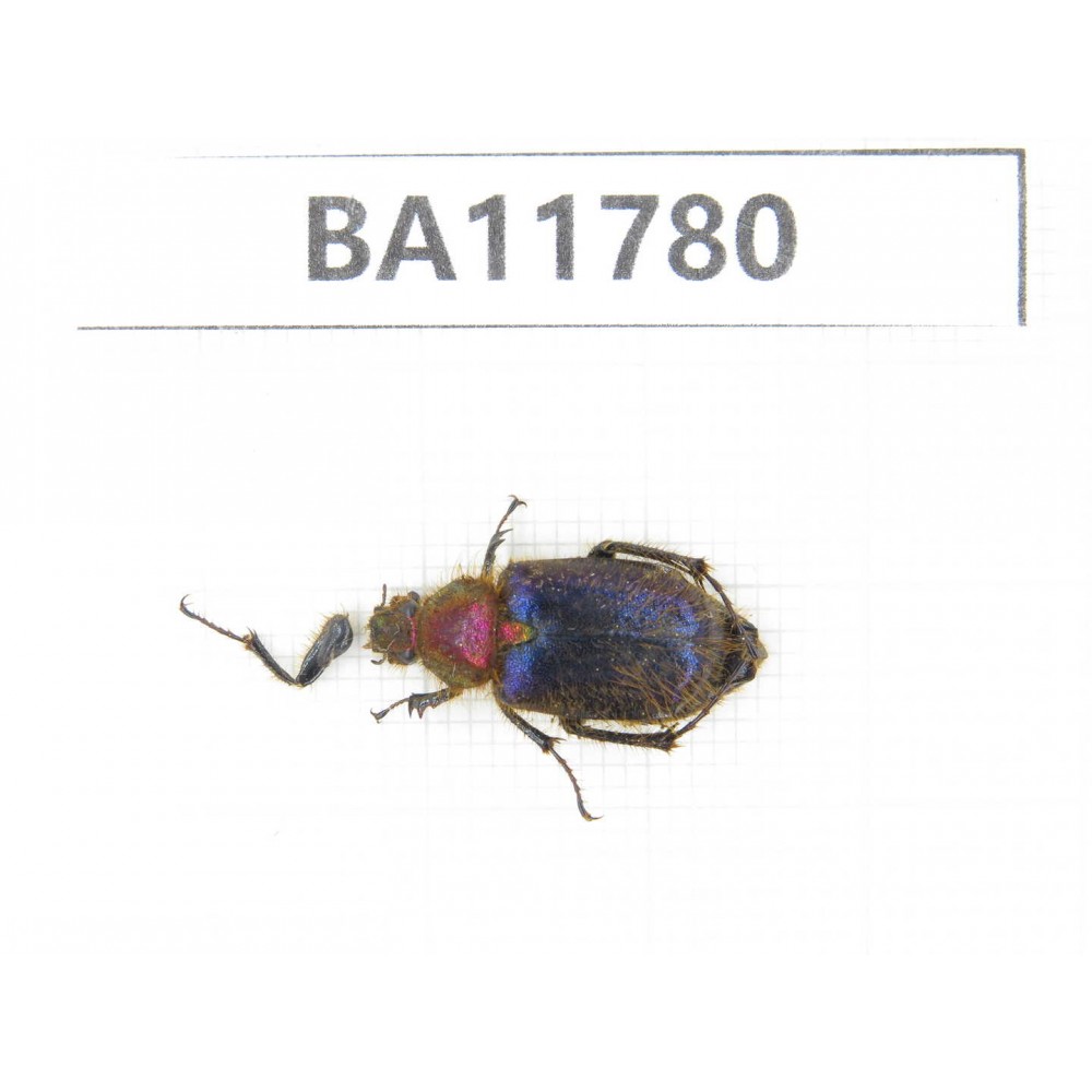 Cetoniidae sp. China,  Guizhou, Qiandongnan, Rongjiang county. 1Pcs. BA11780.