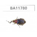 Cetoniidae sp. China,  Guizhou, Qiandongnan, Rongjiang county. 1Pcs. BA11780.
