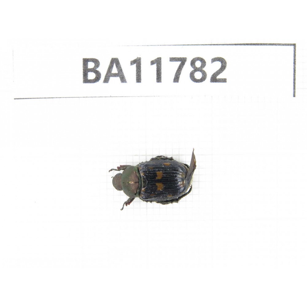 Cetoniidae sp. China,  Guizhou, Qiandongnan, Rongjiang county. 1Pcs. BA11782.