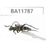 Cerambycidae sp. China, Guizhou, Qiandongnan, Rongjiang county. 1Pcs. BA11787.