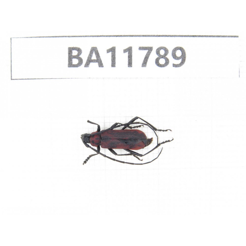 Cerambycidae sp. China, Guizhou, Qiandongnan, Rongjiang county. 1Pcs. BA11789.