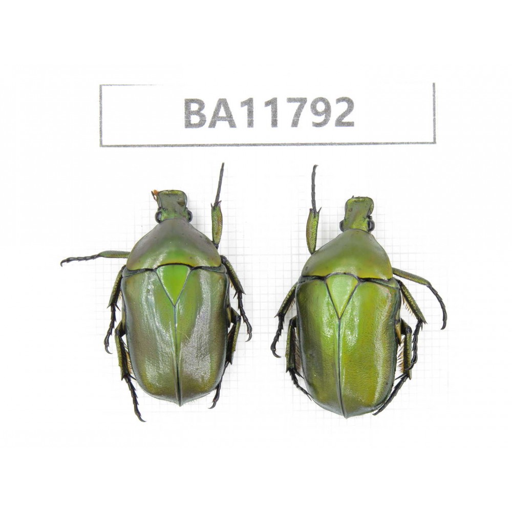 Cetoniidae sp. China,  Guizhou, Bijie, Jinsha county. 2Pcs. BA11792.