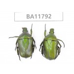 Cetoniidae sp. China,  Guizhou, Bijie, Jinsha county. 2Pcs. BA11792.