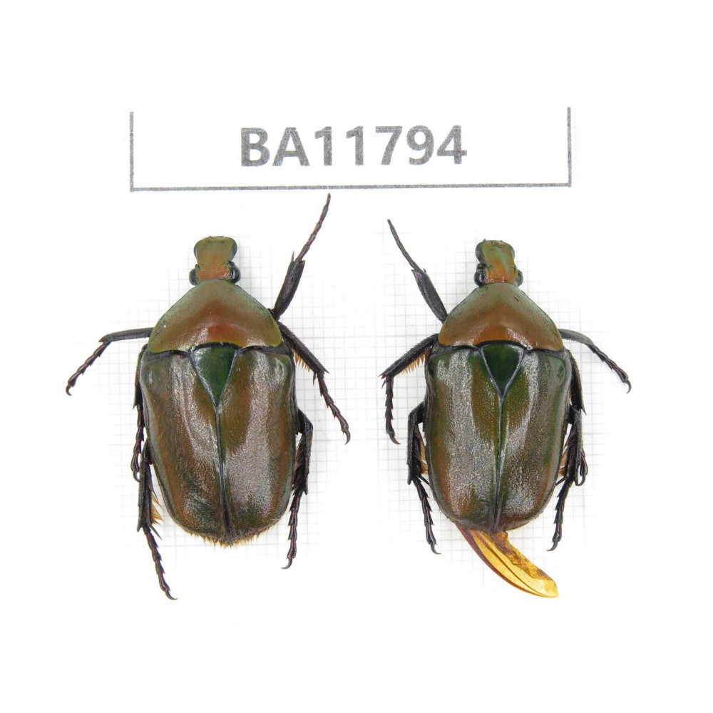 Cetoniidae sp. China,  Guizhou, Bijie, Jinsha county. 2Pcs. BA11794.