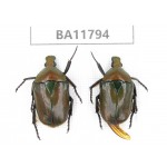 Cetoniidae sp. China,  Guizhou, Bijie, Jinsha county. 2Pcs. BA11794.