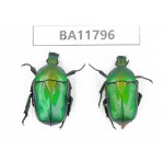 Cetoniidae sp. China,  Guizhou, Bijie, Jinsha county. 2Pcs. BA11796.