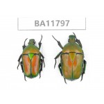 Cetoniidae sp. China,  Guizhou, Bijie, Jinsha county. 2Pcs. BA11797.