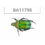 Cetoniidae sp. China,  Guizhou, Bijie, Jinsha county. 1Pcs. BA11798.