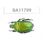 Cetoniidae sp. China,  Guizhou, Bijie, Jinsha county. 1Pcs. BA11799.