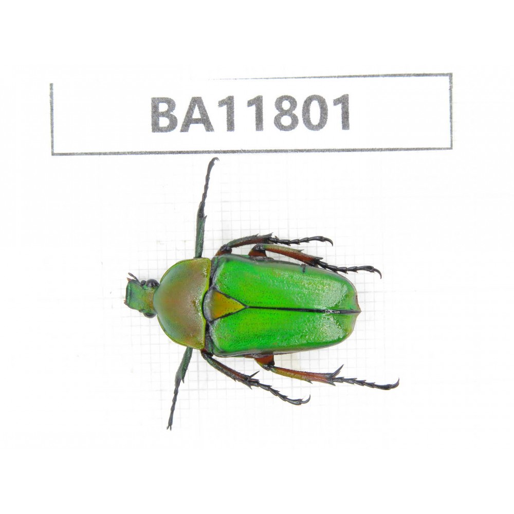 Cetoniidae sp. China,  Guizhou, Bijie, Jinsha county. 1Pcs. BA11801.