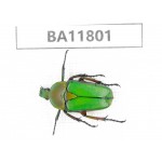 Cetoniidae sp. China,  Guizhou, Bijie, Jinsha county. 1Pcs. BA11801.