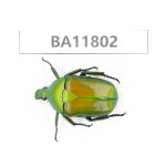 Cetoniidae sp. China,  Guizhou, Bijie, Jinsha county. 1Pcs. BA11802.
