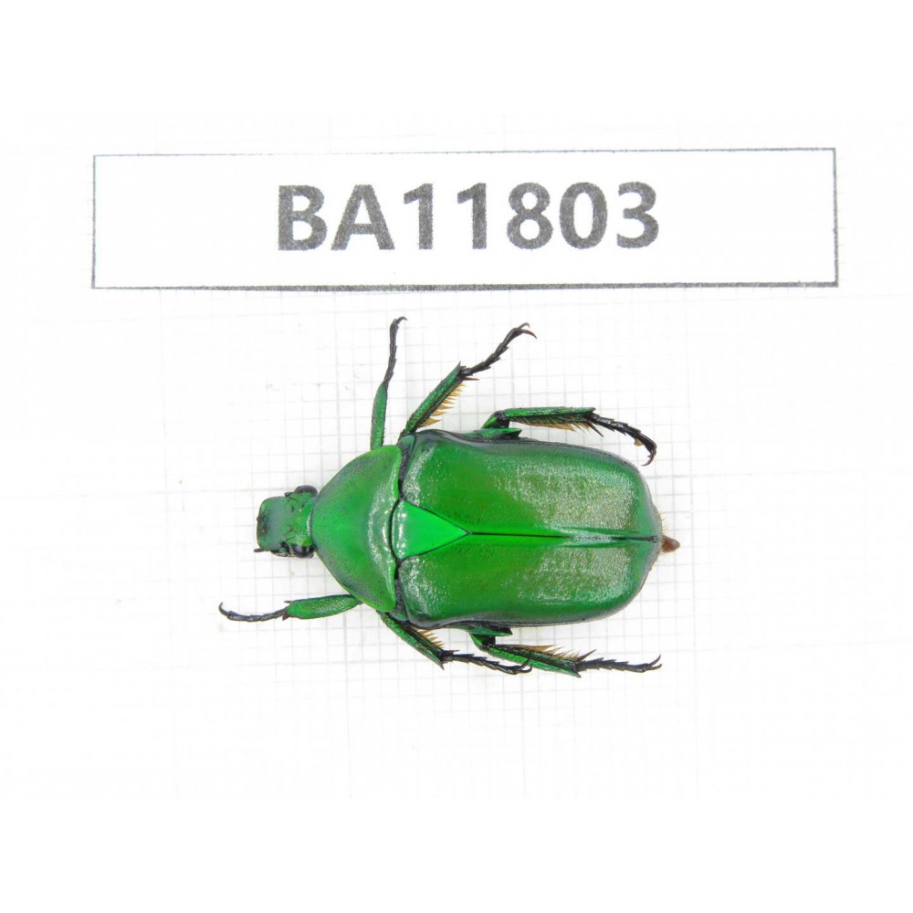 Cetoniidae sp. China,  Guizhou, Bijie, Jinsha county. 1Pcs. BA11803.