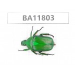 Cetoniidae sp. China,  Guizhou, Bijie, Jinsha county. 1Pcs. BA11803.