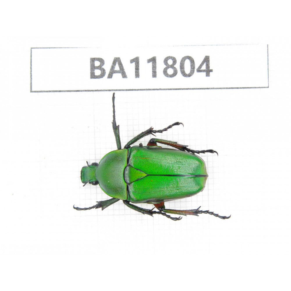 Cetoniidae sp. China,  Guizhou, Bijie, Jinsha county. 1Pcs. BA11804.