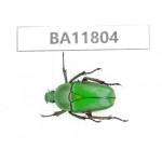 Cetoniidae sp. China,  Guizhou, Bijie, Jinsha county. 1Pcs. BA11804.