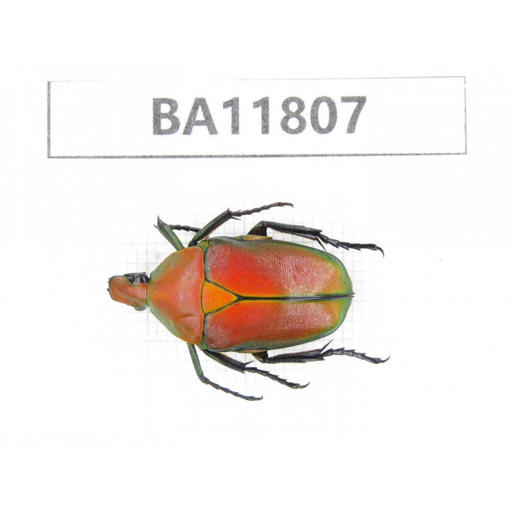 Cetoniidae sp. China,  Guizhou, Bijie, Jinsha county. 1Pcs. BA11807.