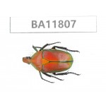 Cetoniidae sp. China,  Guizhou, Bijie, Jinsha county. 1Pcs. BA11807.
