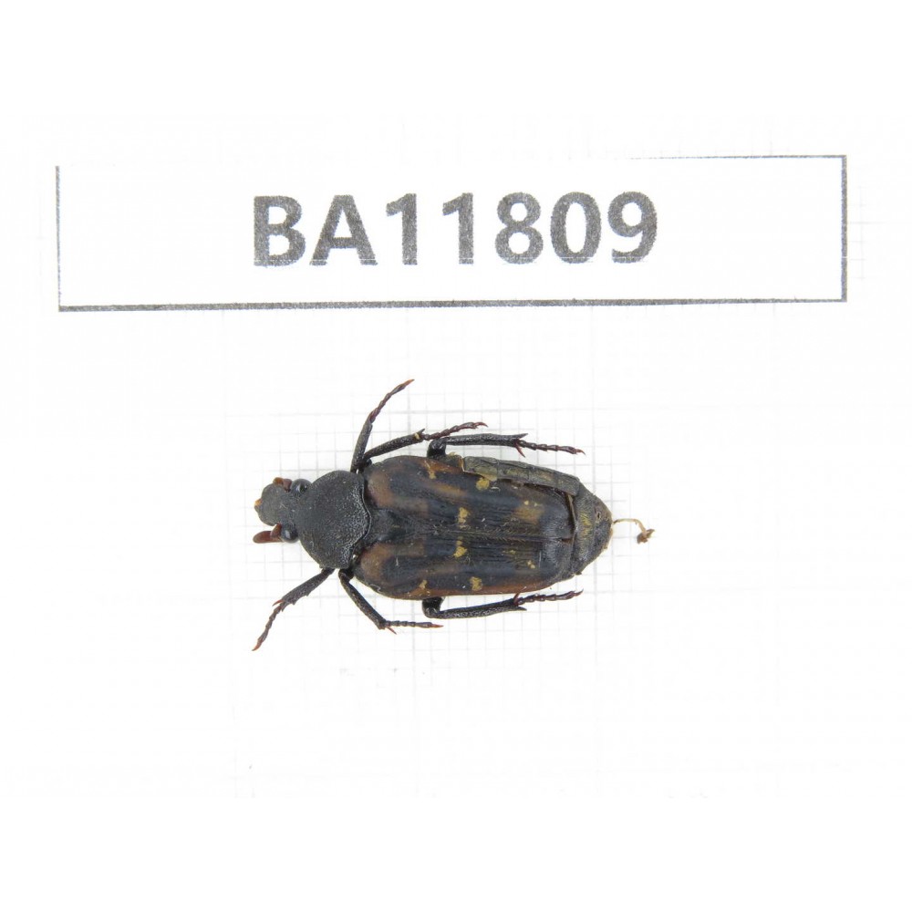 Cetoniidae sp. China,  Guizhou, Bijie, Jinsha county. 1Pcs. BA11809.