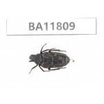 Cetoniidae sp. China,  Guizhou, Bijie, Jinsha county. 1Pcs. BA11809.