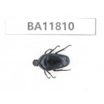 Cetoniidae sp. China,  Guizhou, Bijie, Jinsha county. 1Pcs. BA11810.