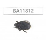 Cetoniidae sp. China,  Guizhou, Bijie, Jinsha county. 1Pcs. BA11812.