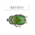 Cetoniidae sp. China,  Guizhou, Bijie, Jinsha county. 1Pcs. BA11813.