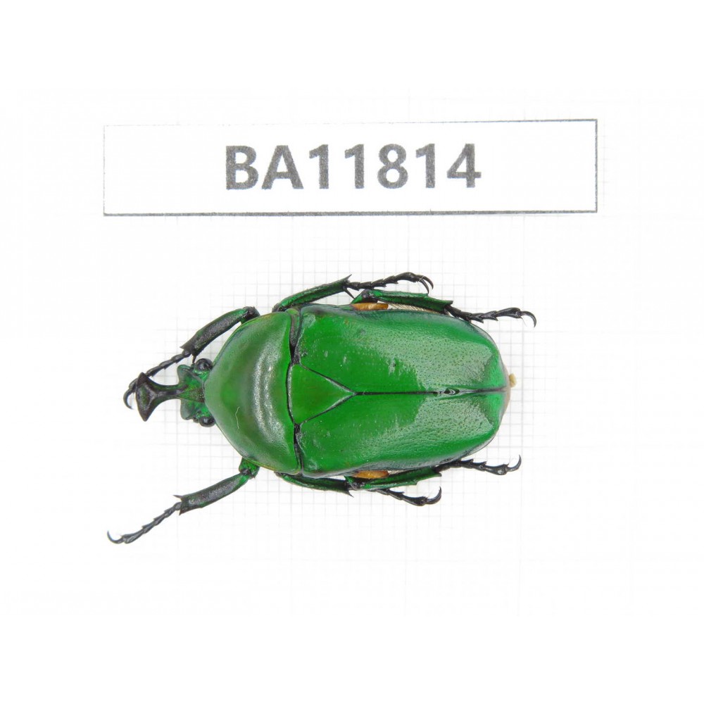 Cetoniidae sp. China,  Guizhou, Bijie, Jinsha county. 1Pcs. BA11814.