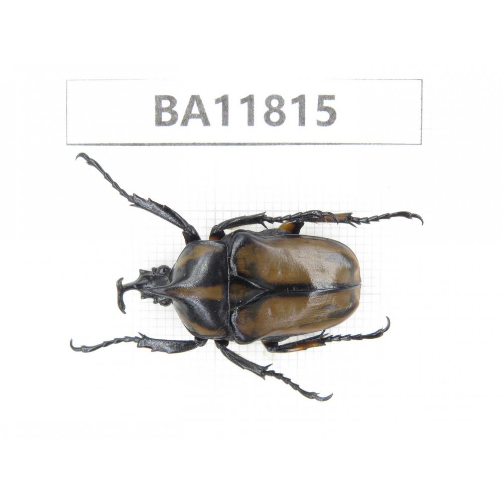 Cetoniidae sp. China,  Guizhou, Bijie, Jinsha county. 1Pcs. BA11815.