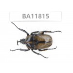Cetoniidae sp. China,  Guizhou, Bijie, Jinsha county. 1Pcs. BA11815.