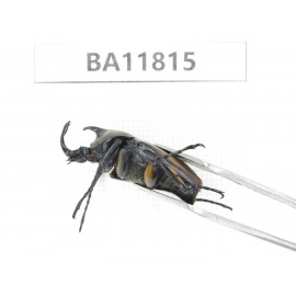 Cetoniidae sp. China,  Guizhou, Bijie, Jinsha county. 1Pcs. BA11815.