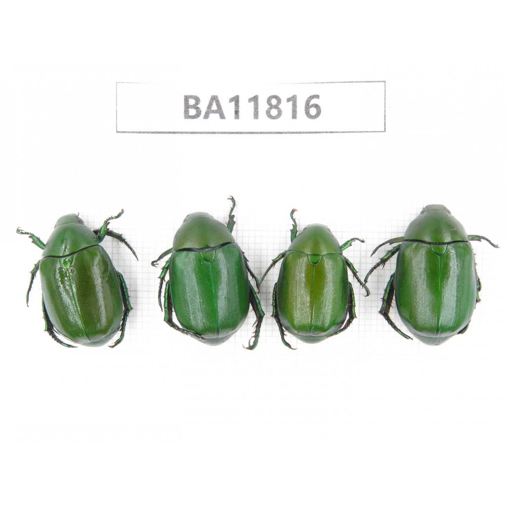 Rutelidae sp. China, Guizhou, Bijie, Jinsha county. 4Pcs. BA11816.