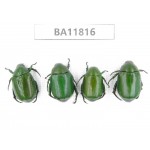 Rutelidae sp. China, Guizhou, Bijie, Jinsha county. 4Pcs. BA11816.