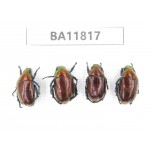 Rutelidae sp. China, Guizhou, Bijie, Jinsha county. 4Pcs. BA11817.