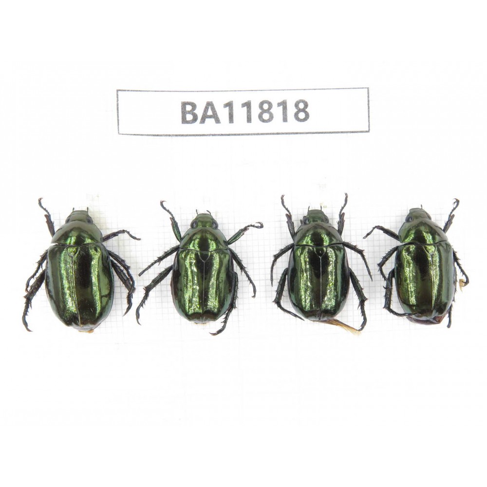 Rutelidae sp. China, Guizhou, Bijie, Jinsha county. 4Pcs. BA11818.