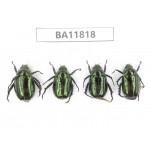 Rutelidae sp. China, Guizhou, Bijie, Jinsha county. 4Pcs. BA11818.