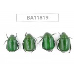 Rutelidae sp. China, Guizhou, Bijie, Jinsha county. 4Pcs. BA11819.