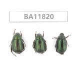 Rutelidae sp. China, Guizhou, Bijie, Jinsha county. 3Pcs. BA11820.