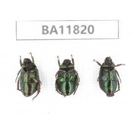 Rutelidae sp. China, Guizhou, Bijie, Jinsha county. 3Pcs. BA11820.