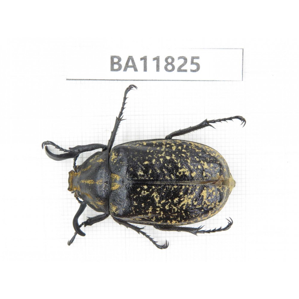 Melolonthidae sp. China, Guizhou, Bijie, Jinsha county. 1Pcs. BA11825.