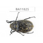 Melolonthidae sp. China, Guizhou, Bijie, Jinsha county. 1Pcs. BA11825.