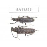Cerambycidae sp. China, Guizhou, Bijie, Jinsha county. 1P. BA11827.
