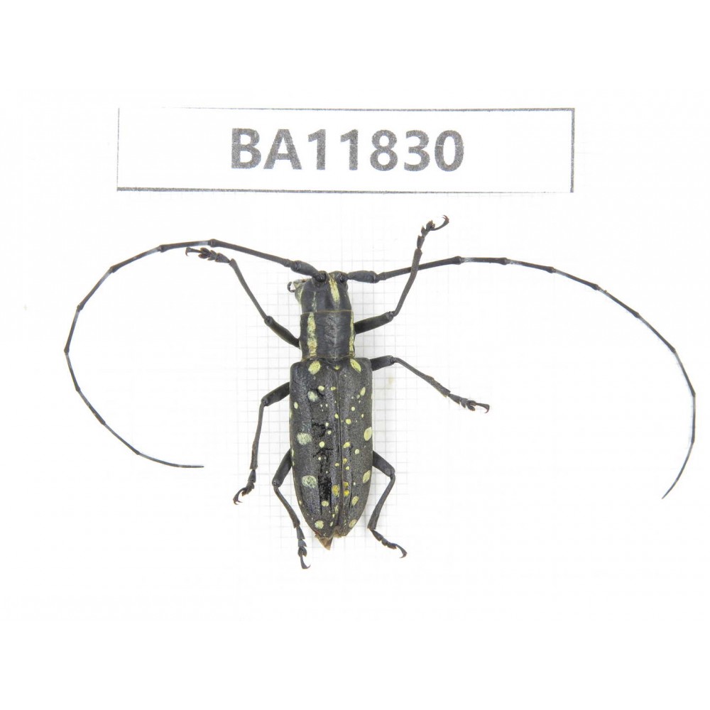 Cerambycidae sp. China, Guizhou, Bijie, Jinsha county. 1Pcs. BA11830.