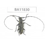 Cerambycidae sp. China, Guizhou, Bijie, Jinsha county. 1Pcs. BA11830.